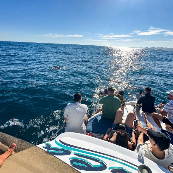 Charters Privados | Private Boat Tours 13 Avistamiento-de-delfines.jpeg