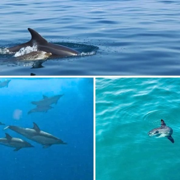 Lu Sea Tour Toro 9 Delfines-Juguetones-en-Malaga.jpg