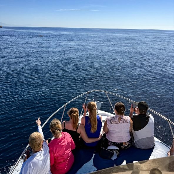 Charters Privados | Private Boat Tours 6 avistamiento-de-delfin-en-Benalmadena.jpeg